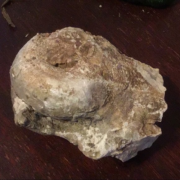 Locally sourced fossils - Picture 4 of 8